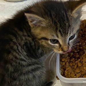 Meet your Posher, Bandita del sole